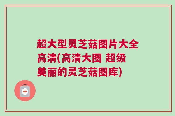 超大型灵芝菇图片大全高清(高清大图 超级美丽的灵芝菇图库) 超大型灵芝菇图片大全高清(高清大图 超级美丽的灵芝菇图库)