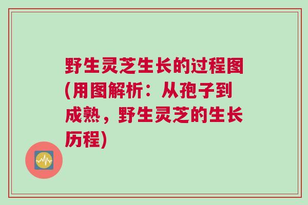野生灵芝生长的过程图(用图解析：从孢子到成熟，野生灵芝的生长历程)