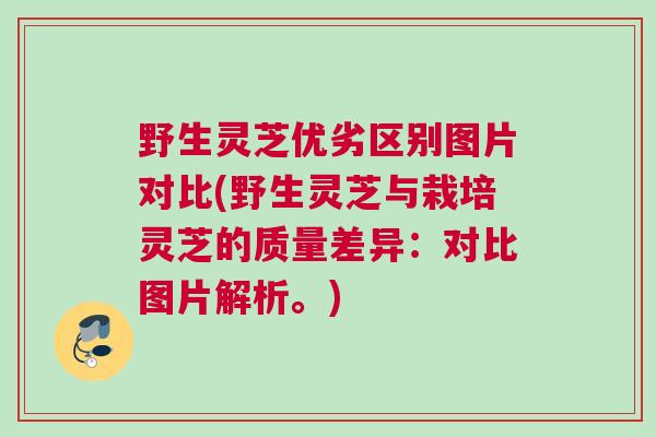 野生灵芝优劣区别图片对比(野生灵芝与栽培灵芝的质量差异：对比图片解析。)