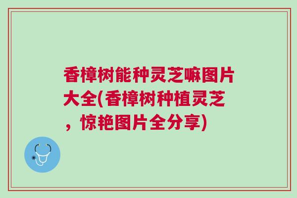香樟树能种灵芝嘛图片大全(香樟树种植灵芝，惊艳图片全分享)