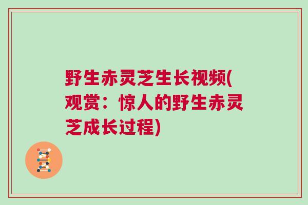 野生赤灵芝生长视频(观赏：惊人的野生赤灵芝成长过程)