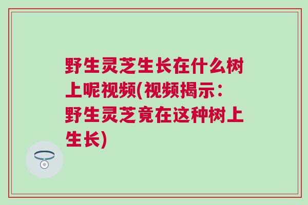 野生灵芝生长在什么树上呢视频(视频揭示：野生灵芝竟在这种树上生长)