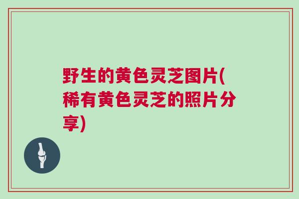 野生的黄色灵芝图片(稀有黄色灵芝的照片分享)