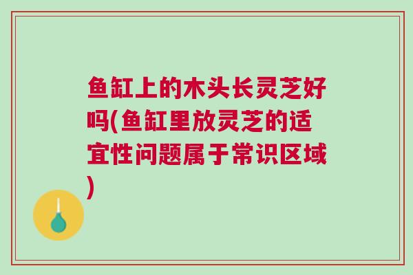 鱼缸上的木头长灵芝好吗(鱼缸里放灵芝的适宜性问题属于常识区域)
