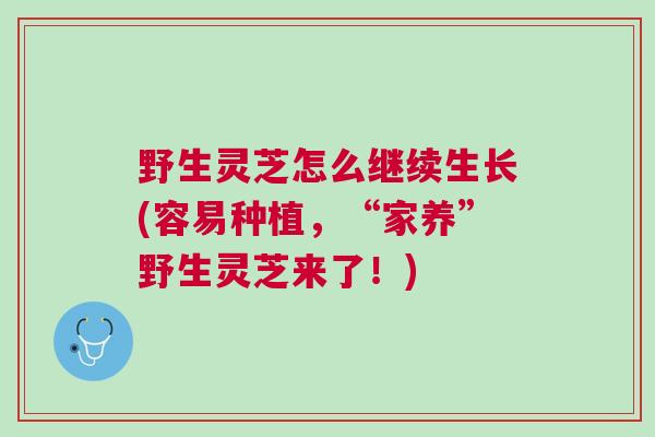 野生灵芝怎么继续生长(容易种植,“家养”野生灵芝来了!) 野生灵芝怎么继续生长(容易种植,“家养”野生灵芝来了!)