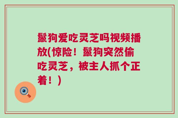 鬣狗爱吃灵芝吗视频播放(惊险！鬣狗突然偷吃灵芝，被主人抓个正着！)
