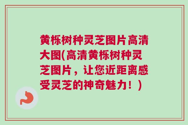 黄栎树种灵芝图片高清大图(高清黄栎树种灵芝图片，让您近距离感受灵芝的神奇魅力！)