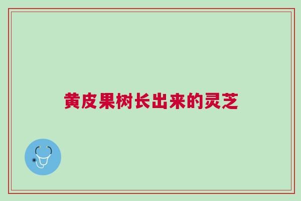 黄皮果树长出来的灵芝
