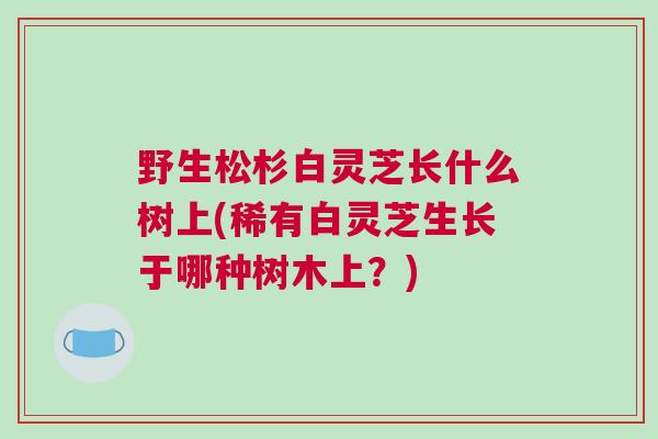 野生松杉白灵芝长什么树上(稀有白灵芝生长于哪种树木上？)