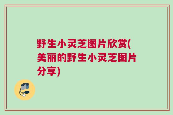 野生小灵芝图片欣赏(美丽的野生小灵芝图片分享)