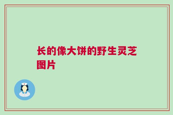 长的像大饼的野生灵芝图片