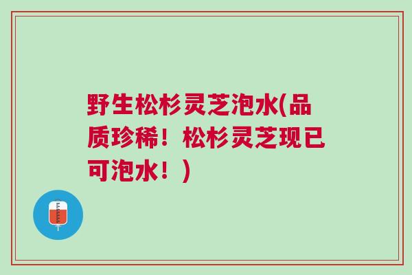 野生松杉灵芝泡水(品质珍稀！松杉灵芝现已可泡水！)