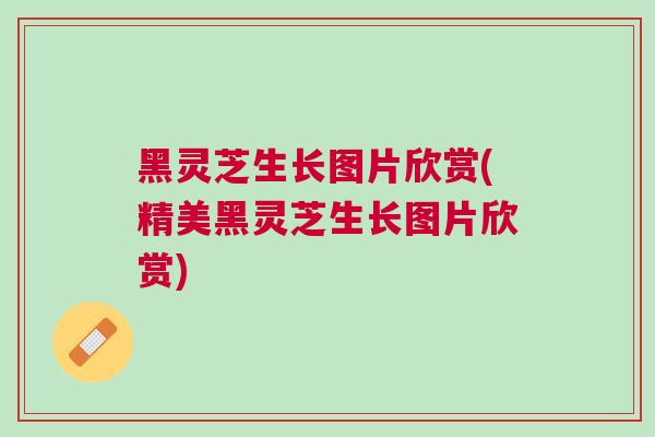黑灵芝生长图片欣赏(精美黑灵芝生长图片欣赏)