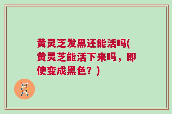 黄灵芝发黑还能活吗(黄灵芝能活下来吗，即使变成黑色？)