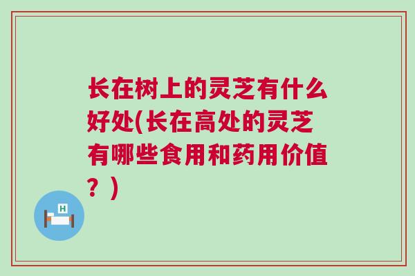 长在树上的灵芝有什么好处(长在高处的灵芝有哪些食用和药用价值？)