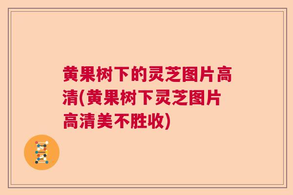 黄果树下的灵芝图片高清(黄果树下灵芝图片高清美不胜收)