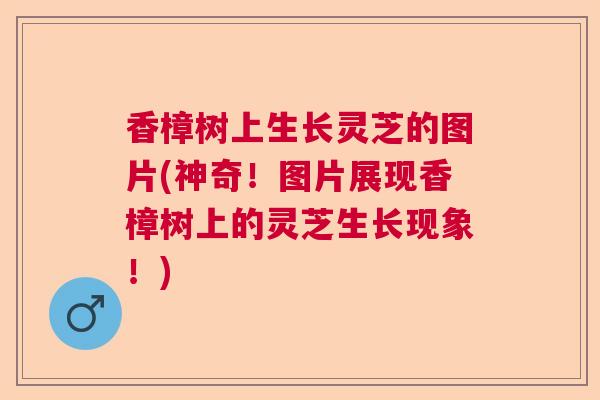 香樟树上生长灵芝的图片(神奇！图片展现香樟树上的灵芝生长现象！)