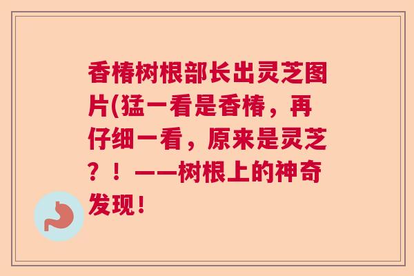 香椿树根部长出灵芝图片(猛一看是香椿，再仔细一看，原来是灵芝？！——树根上的神奇发现！