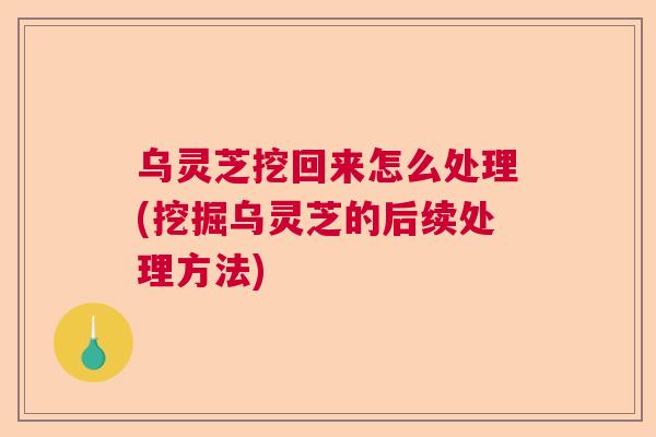 乌灵芝挖回来怎么处理(挖掘乌灵芝的后续处理方法)