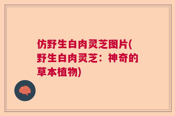 仿野生白肉灵芝图片(野生白肉灵芝：神奇的草本植物)