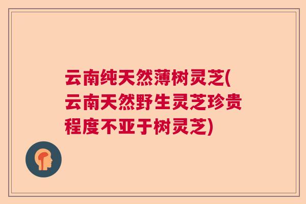 云南纯天然薄树灵芝(云南天然野生灵芝珍贵程度不亚于树灵芝)