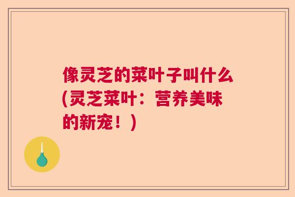像灵芝的菜叶子叫什么(灵芝菜叶：营养美味的新宠！)