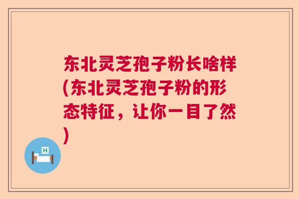 东北灵芝孢子粉长啥样(东北灵芝孢子粉的形态特征，让你一目了然)