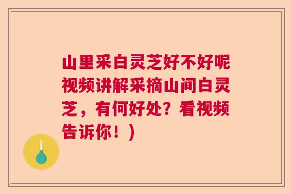 山里采白灵芝好不好呢视频讲解采摘山间白灵芝，有何好处？看视频告诉你！)