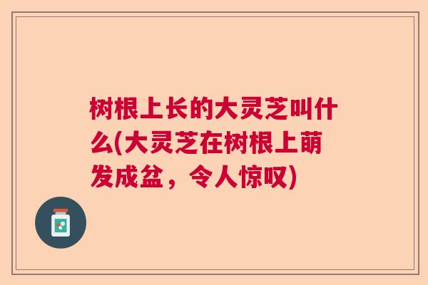 树根上长的大灵芝叫什么(大灵芝在树根上萌发成盆，令人惊叹)