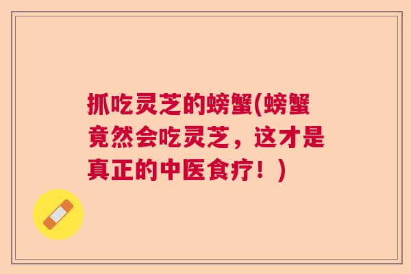 抓吃灵芝的螃蟹(螃蟹竟然会吃灵芝，这才是真正的中医食疗！)