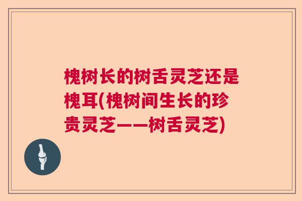 槐树长的树舌灵芝还是槐耳(槐树间生长的珍贵灵芝——树舌灵芝)